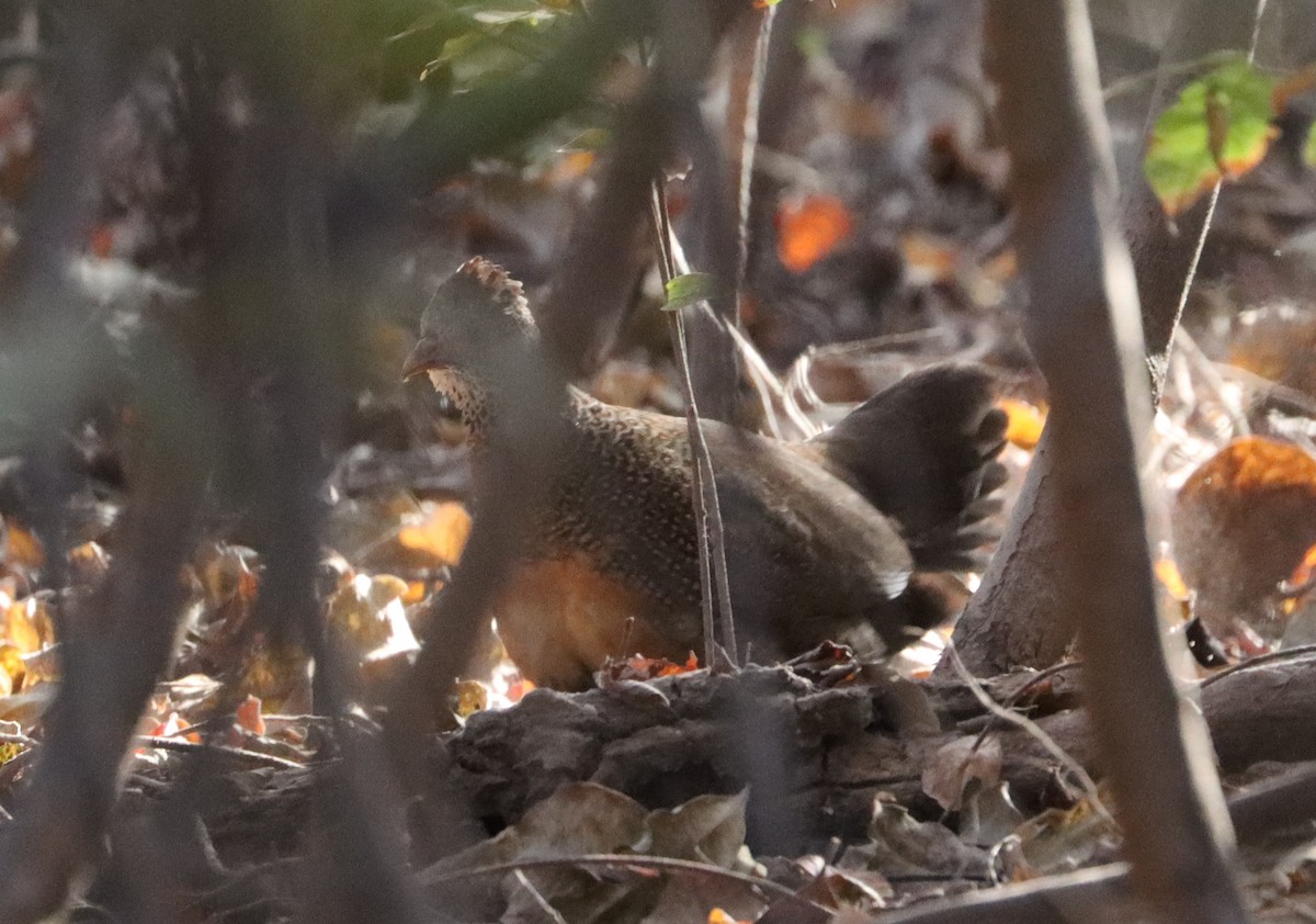 Stone Partridge - ML646523366