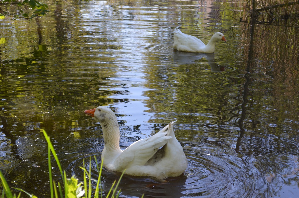 Oca domestica - ML646523367