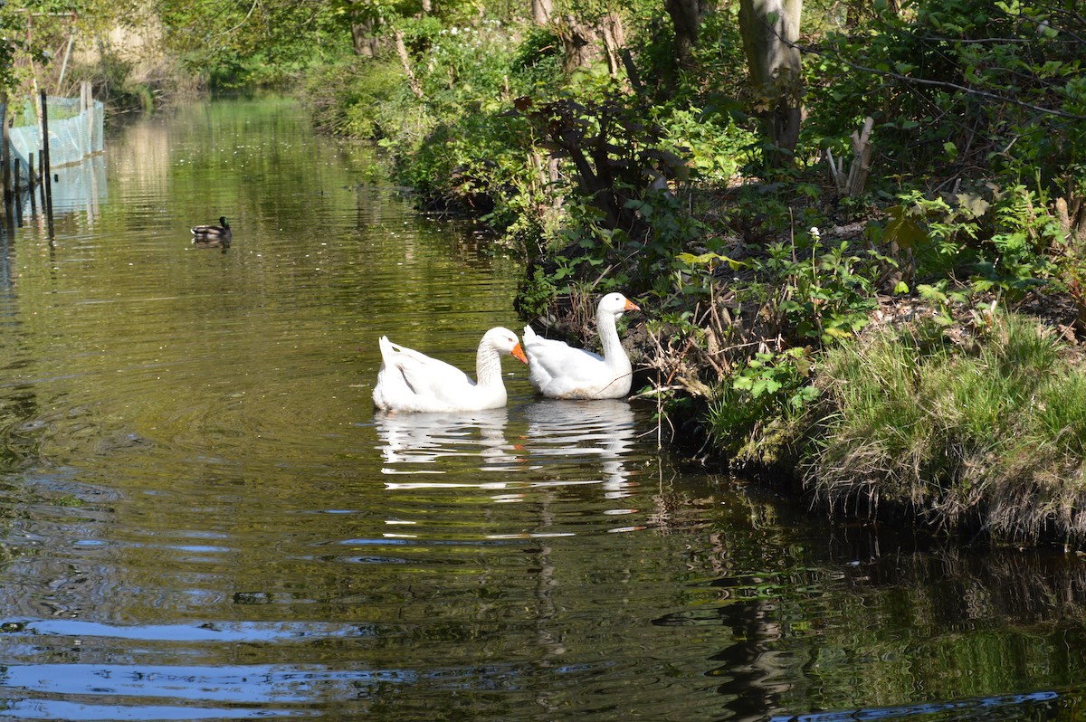 Oca domestica - ML646523368