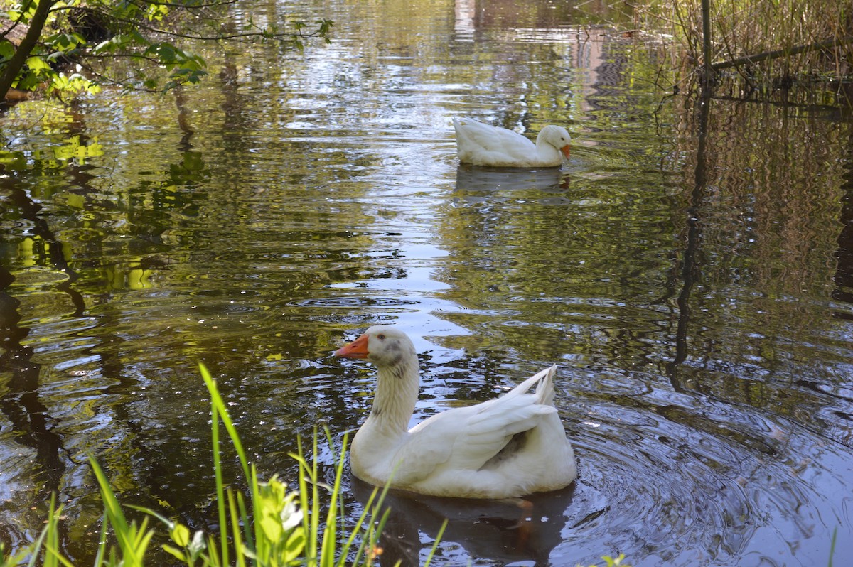 Oca domestica - ML646523369