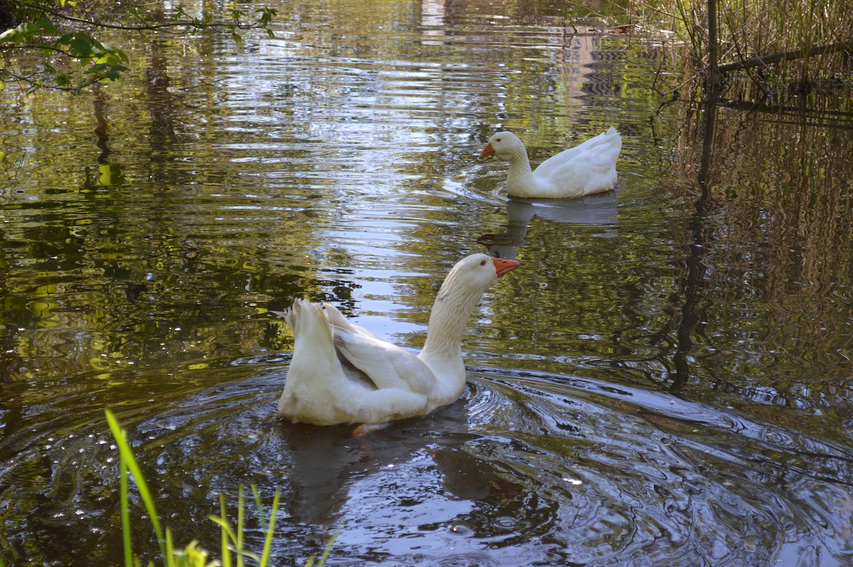 Oca domestica - ML646523370