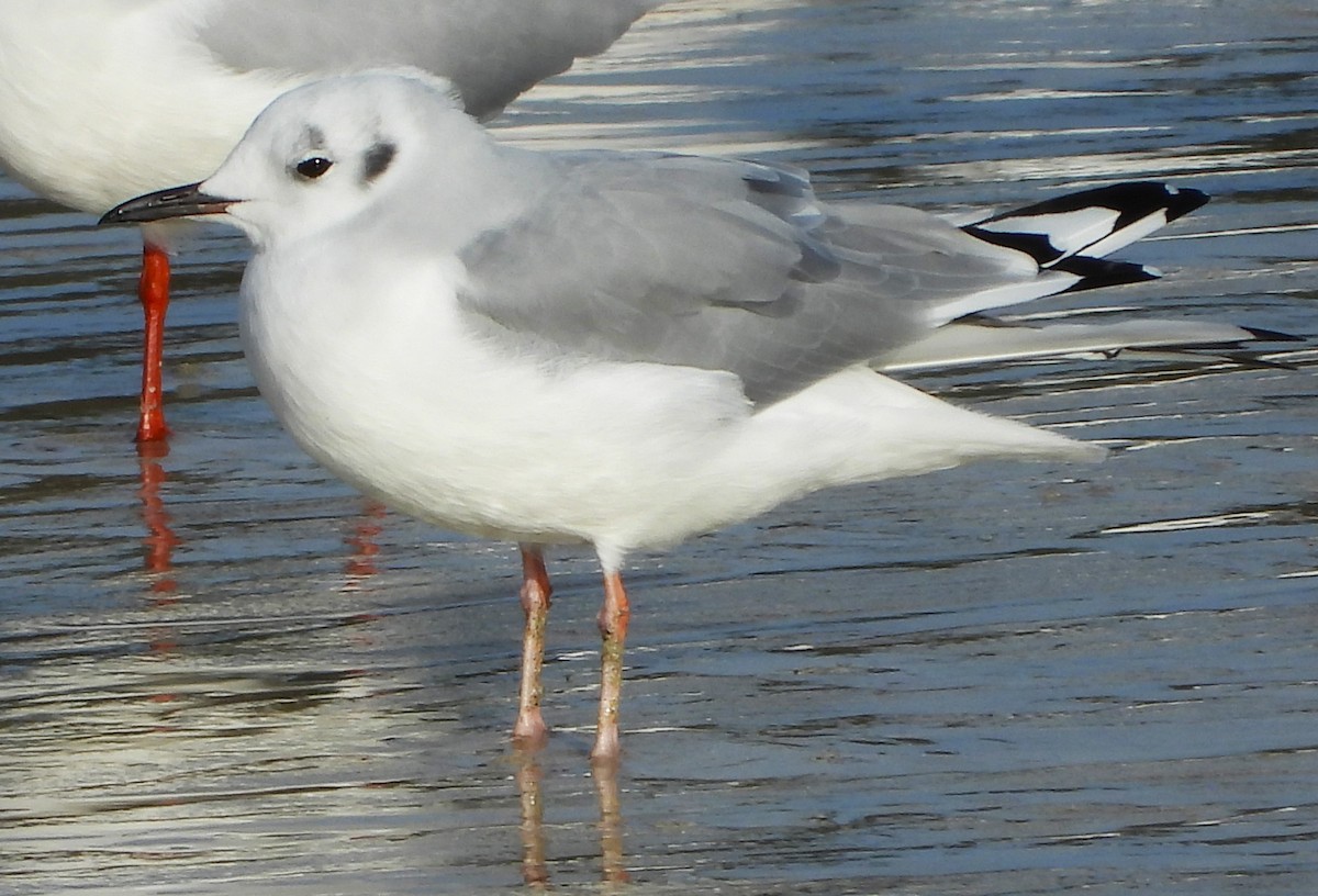 Bonaparte's Gull - ML646523371