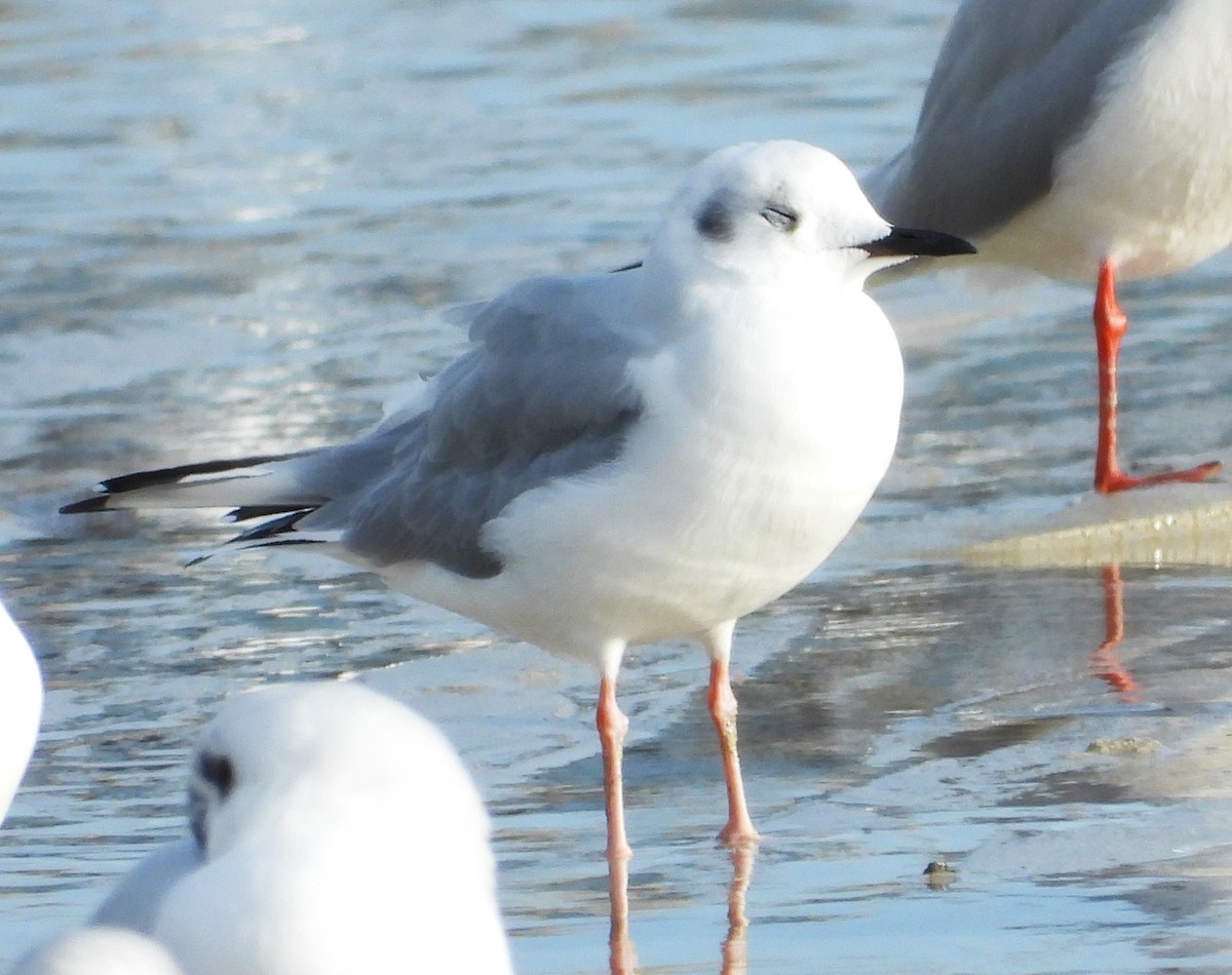Bonaparte's Gull - ML646523372