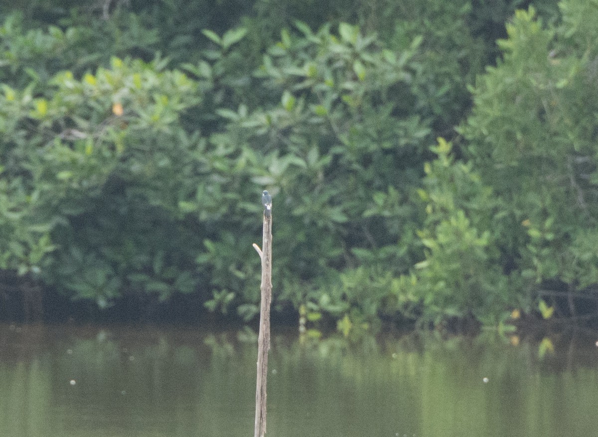 Green Kingfisher - ML646523375