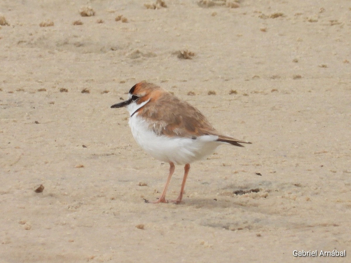 Collared Plover - ML646523376