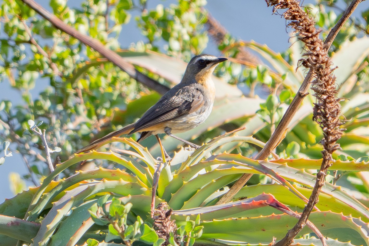 Cape Robin-Chat - ML646523377