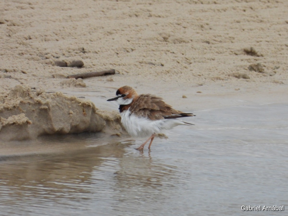Collared Plover - ML646523378