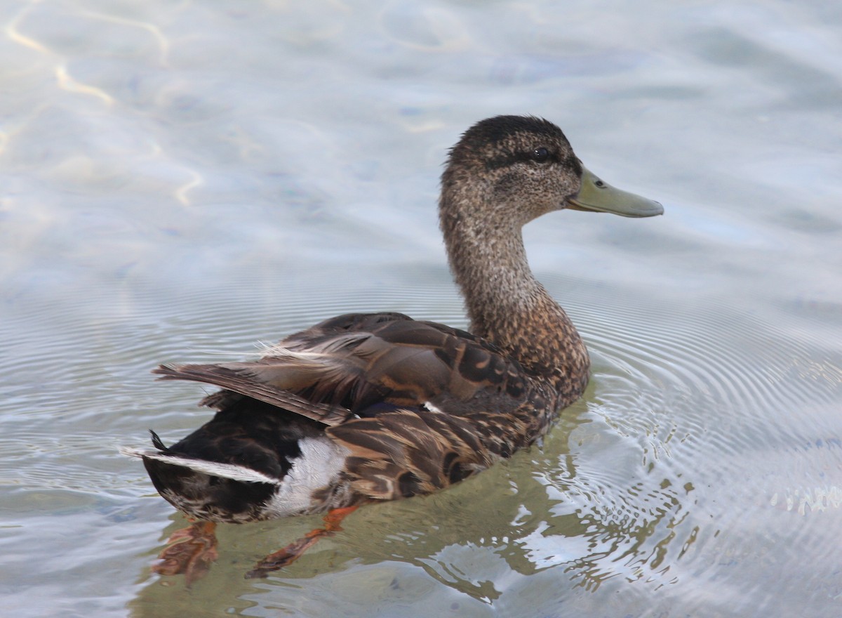 Germano reale - ML646523381