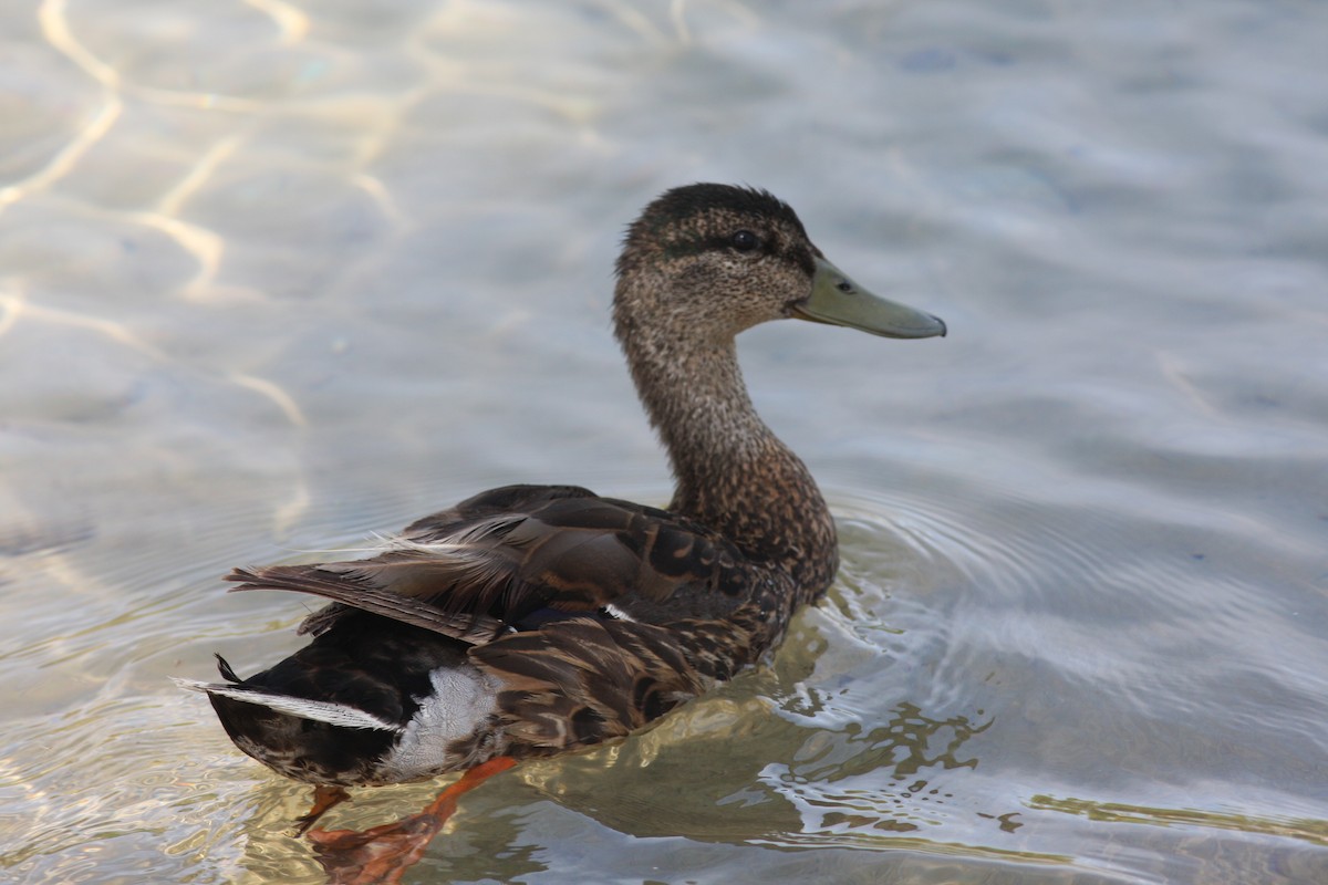 Germano reale - ML646523382