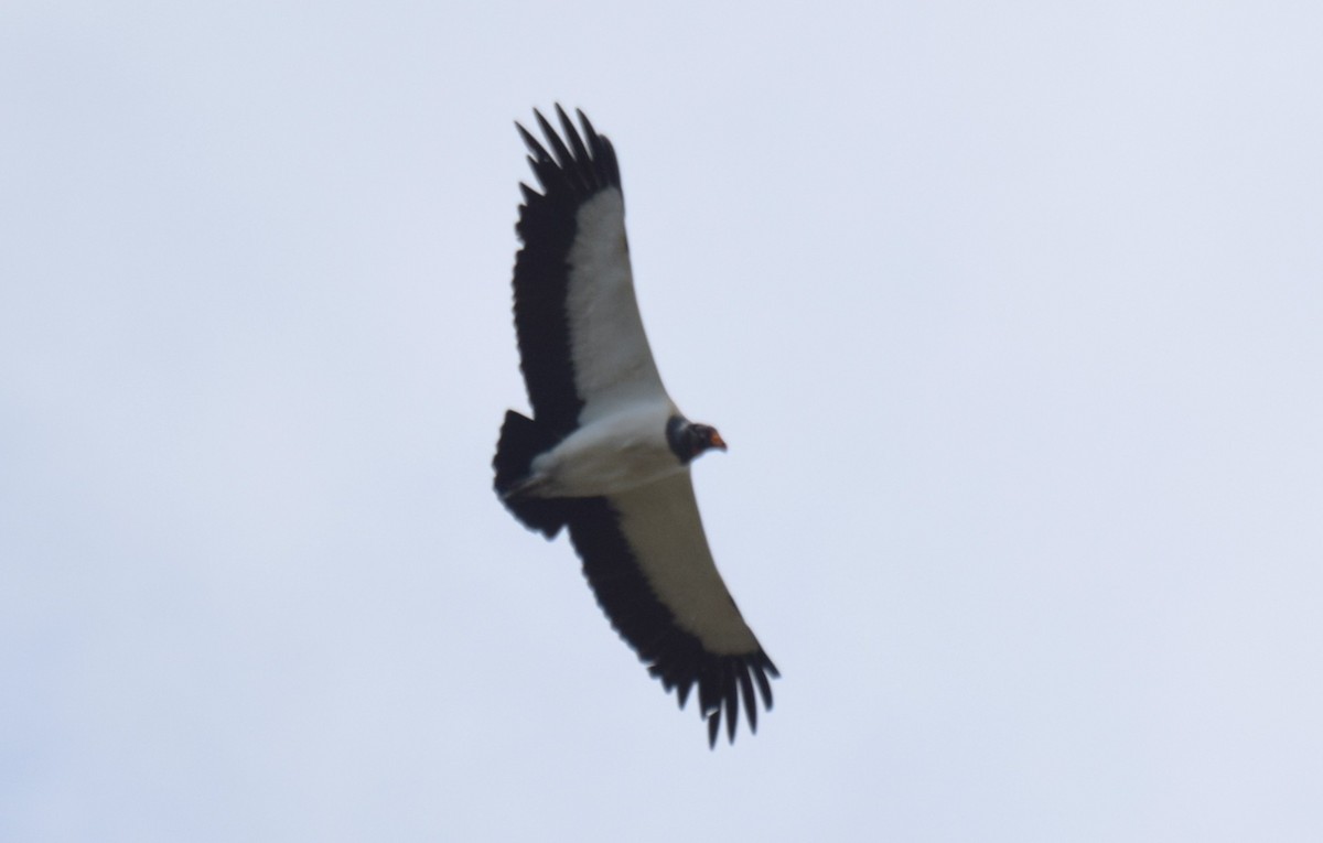 King Vulture - ML646523383