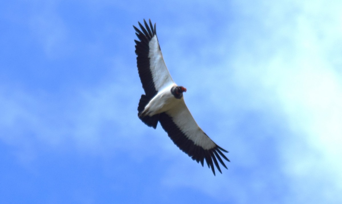King Vulture - ML646523384
