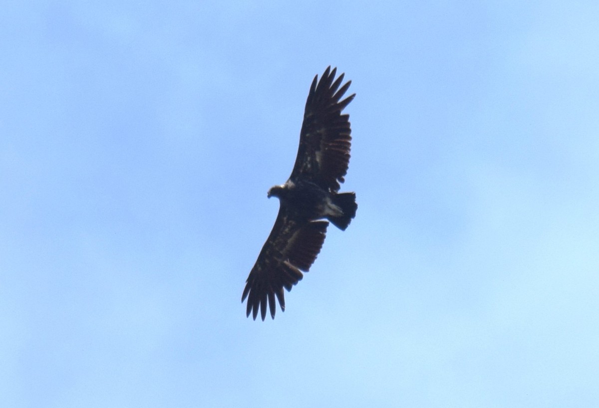 King Vulture - ML646523386