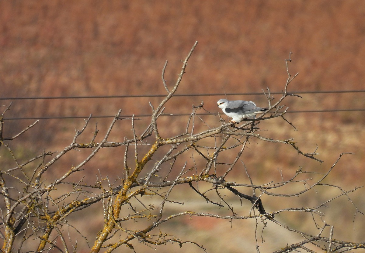 Black-winged Kite - ML646523387