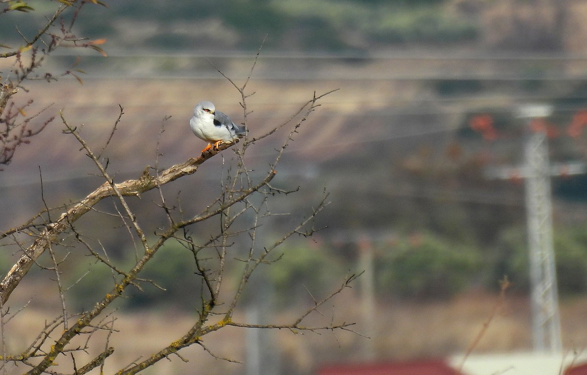 Black-winged Kite - ML646523388