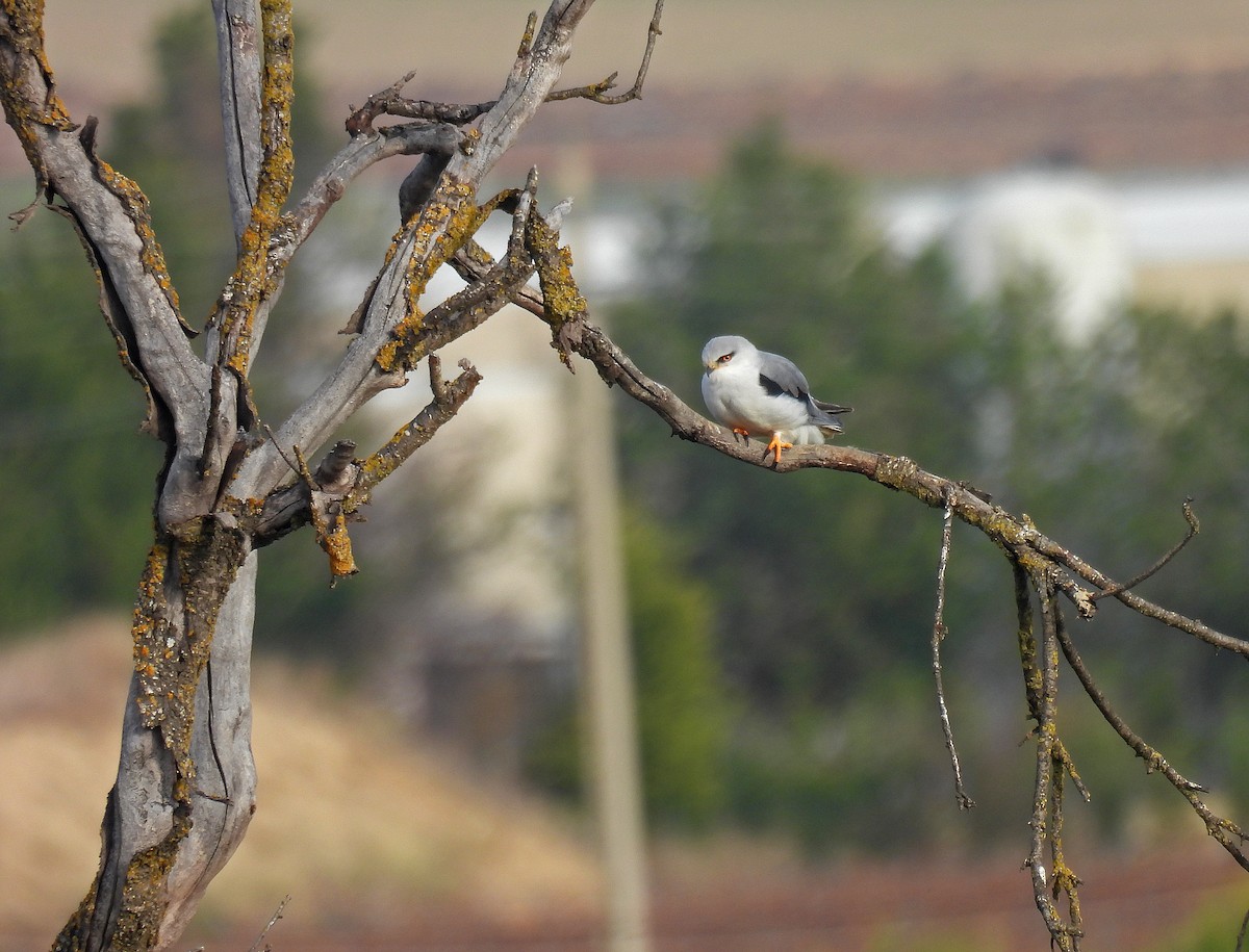 Black-winged Kite - ML646523390