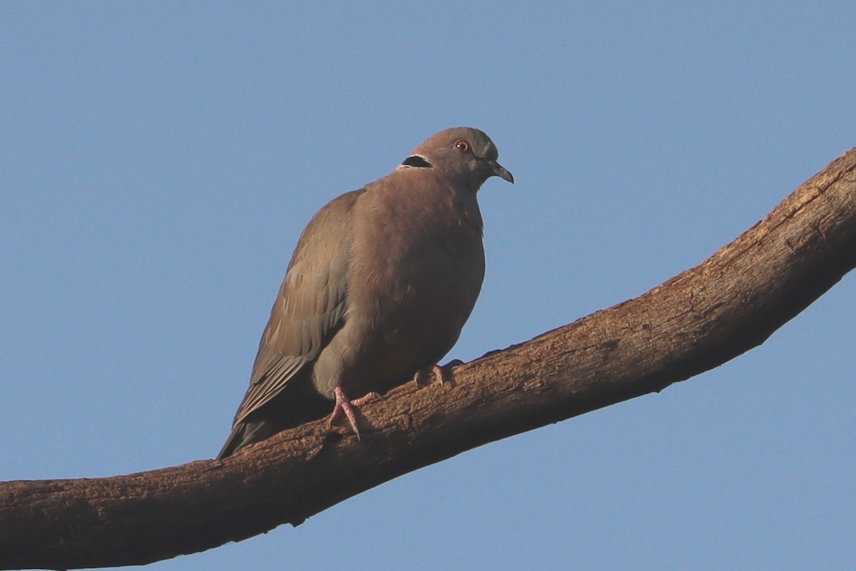 Mourning Collared-Dove - ML646523391