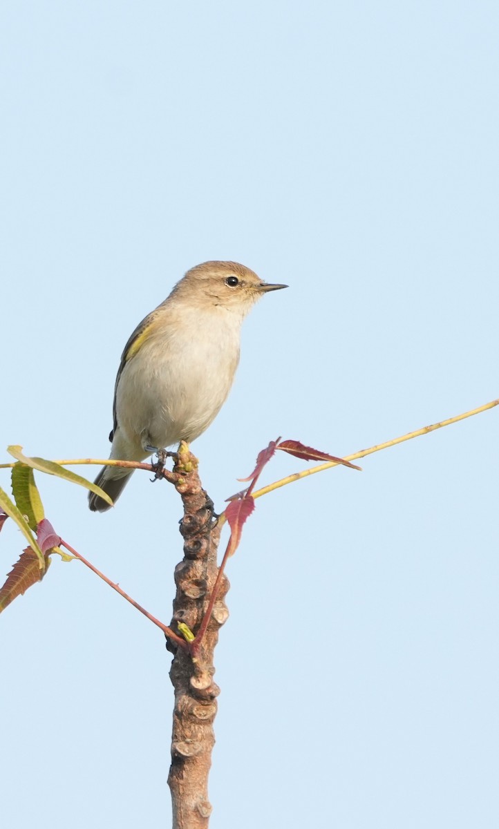 Common Chiffchaff - ML646523392