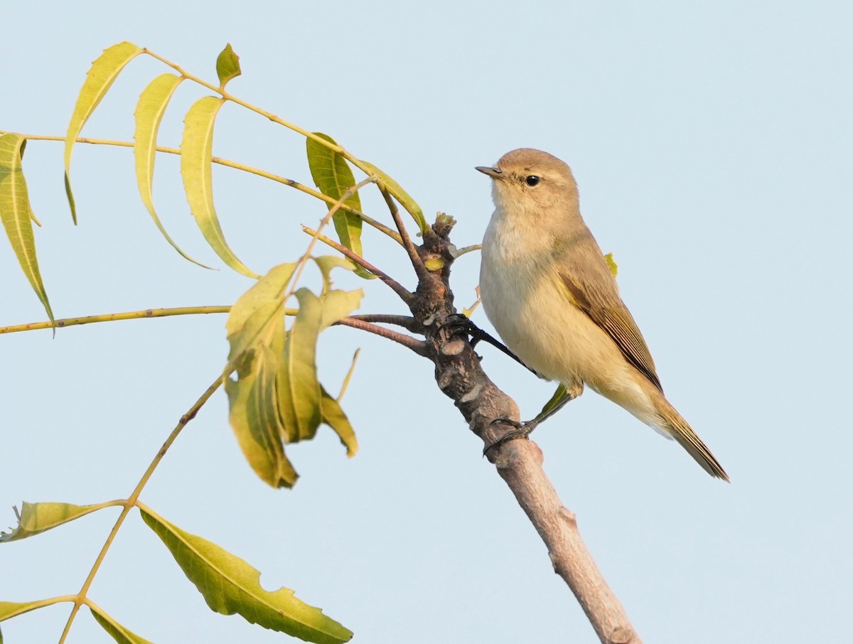 Common Chiffchaff - ML646523393