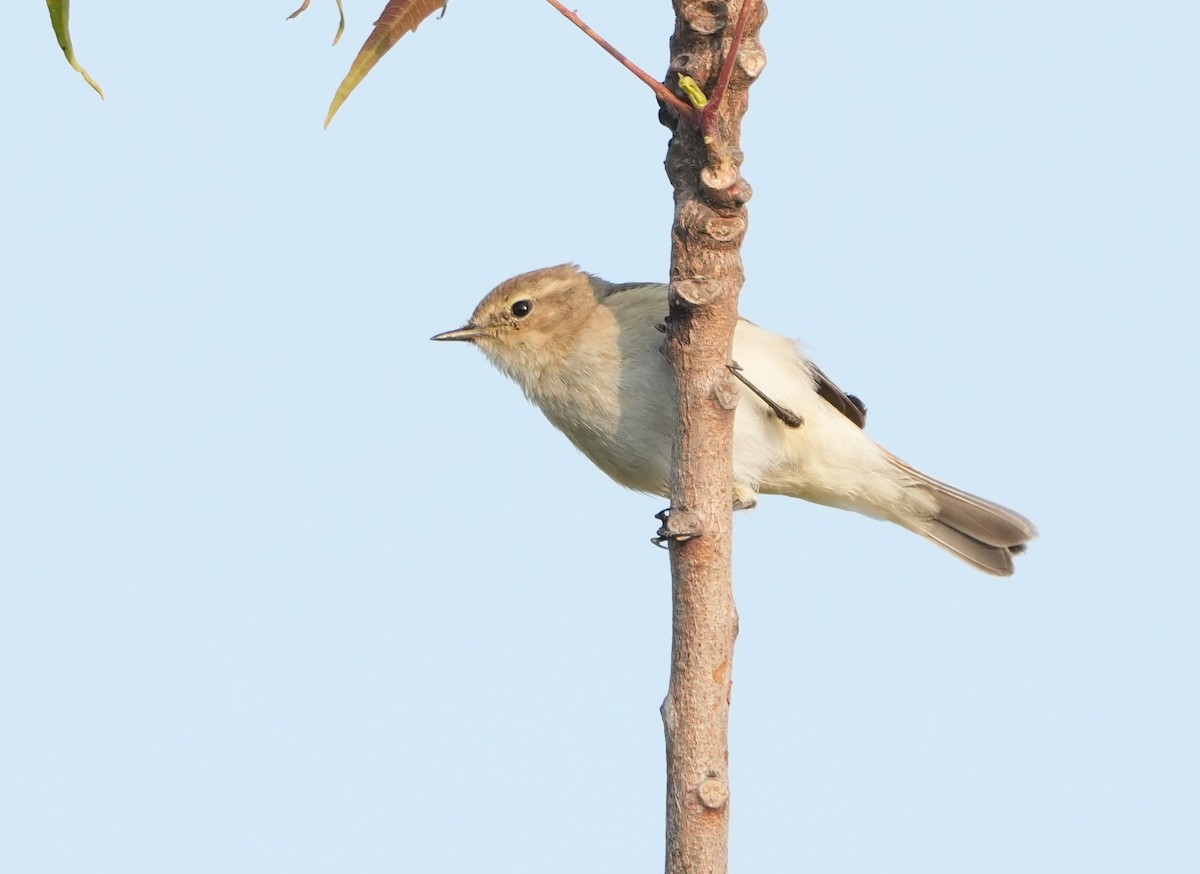 Common Chiffchaff - ML646523394