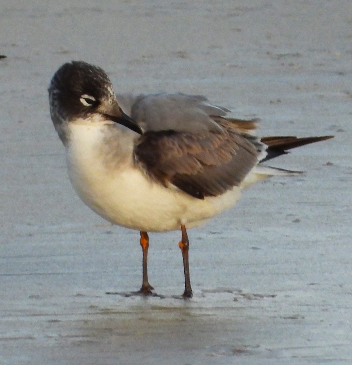 Franklin's Gull - ML646523395