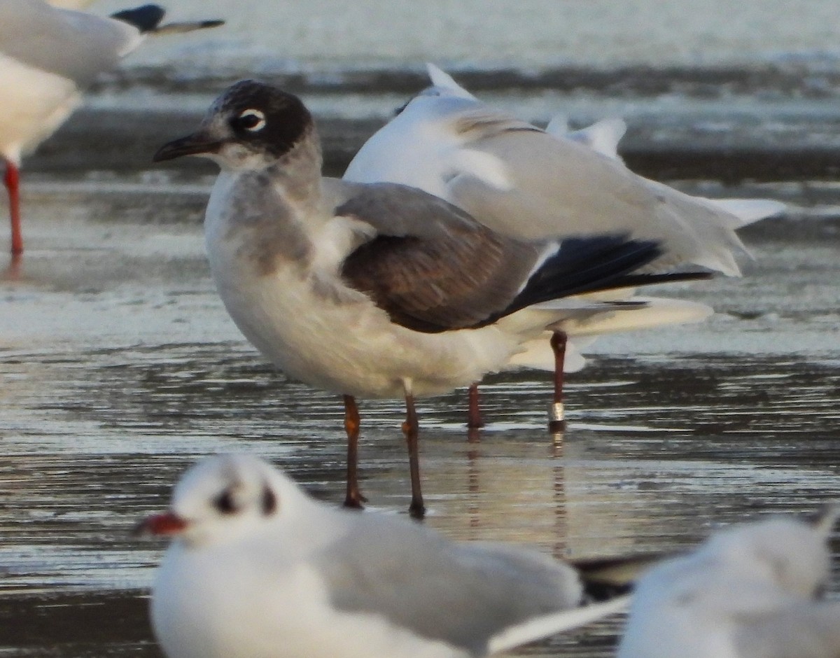Franklin's Gull - ML646523396