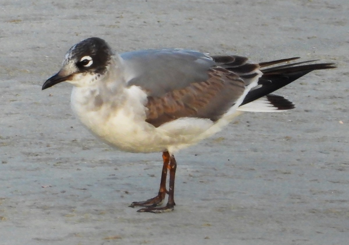 Franklin's Gull - ML646523397