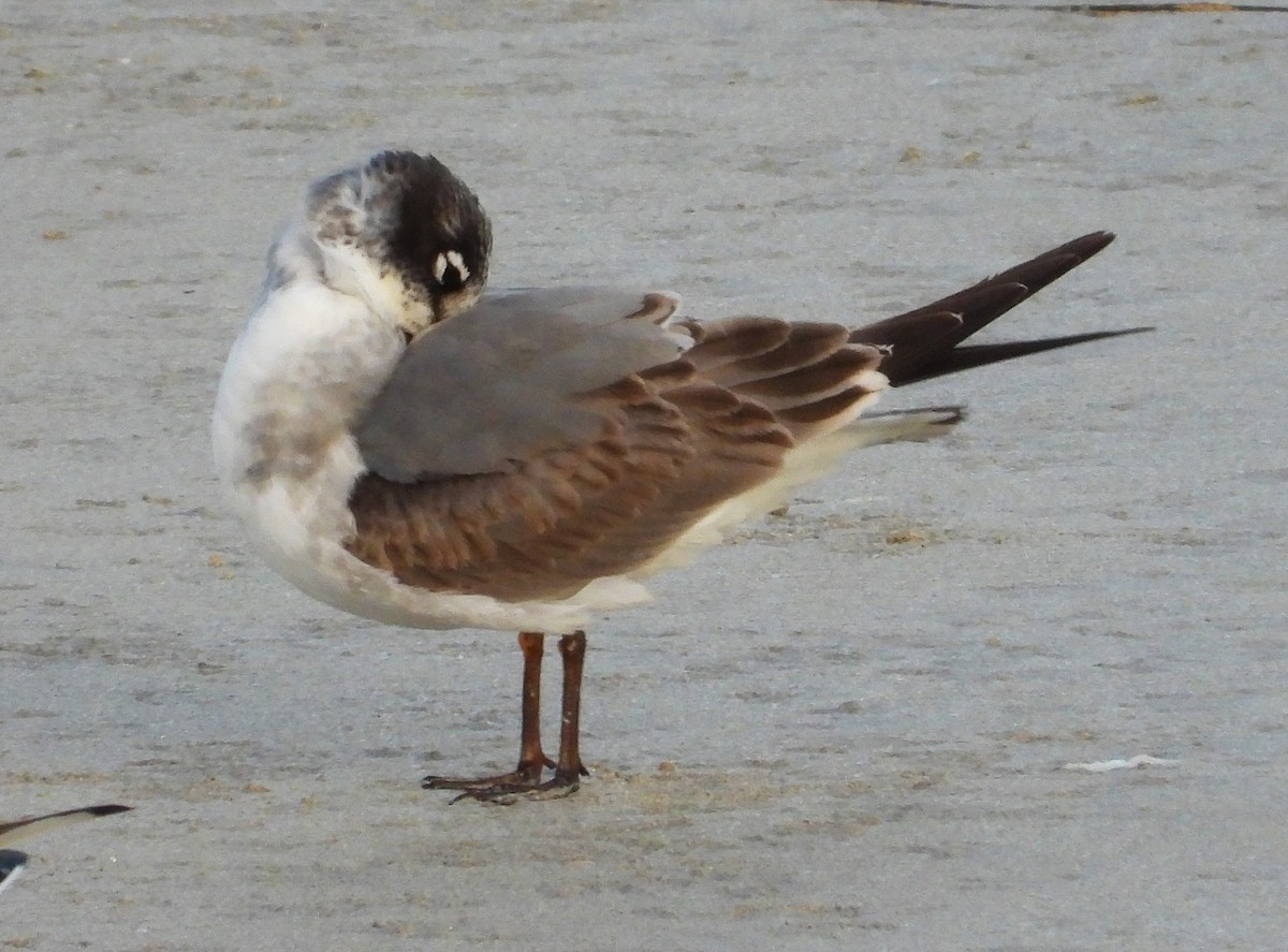 Franklin's Gull - ML646523398