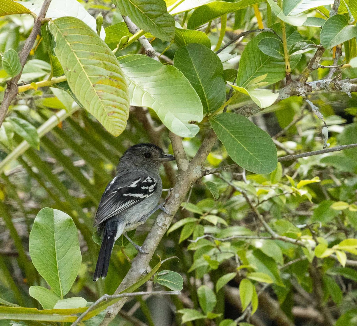 Variable Antshrike - ML646523400