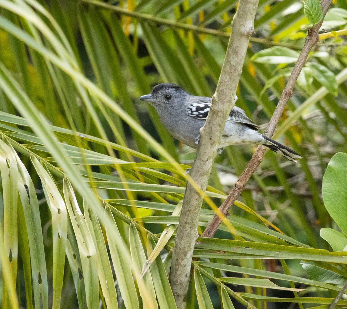Variable Antshrike - ML646523402