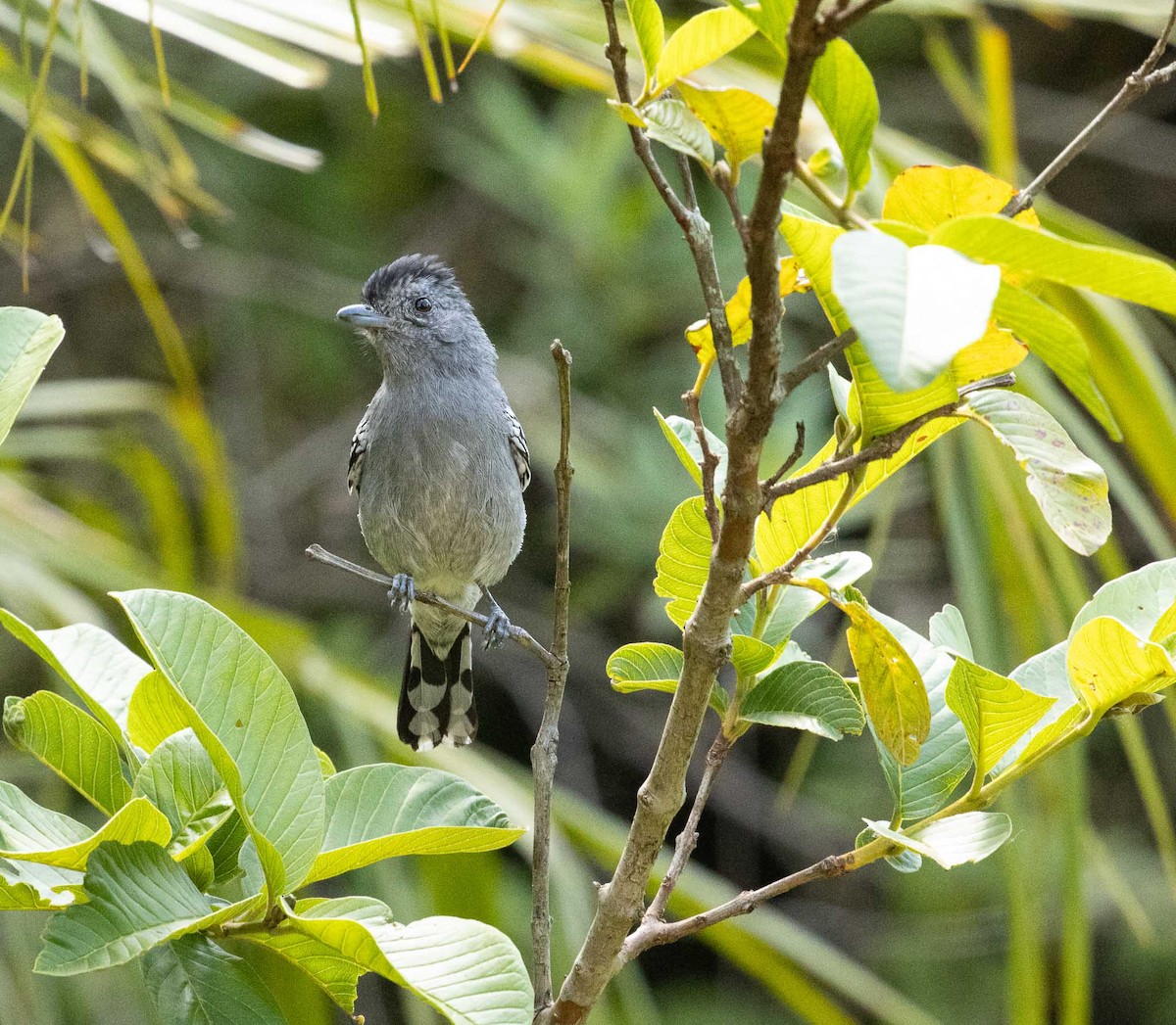 Variable Antshrike - ML646523403