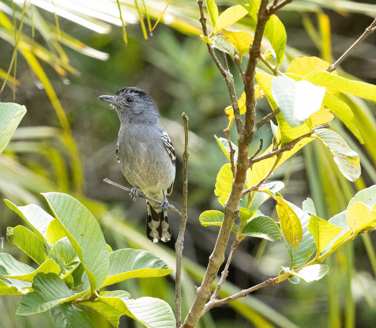 Variable Antshrike - ML646523404