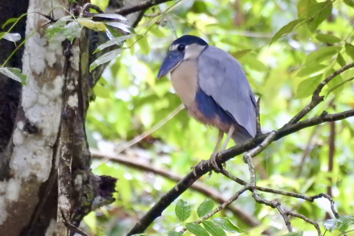 Boat-billed Heron - ML646523410