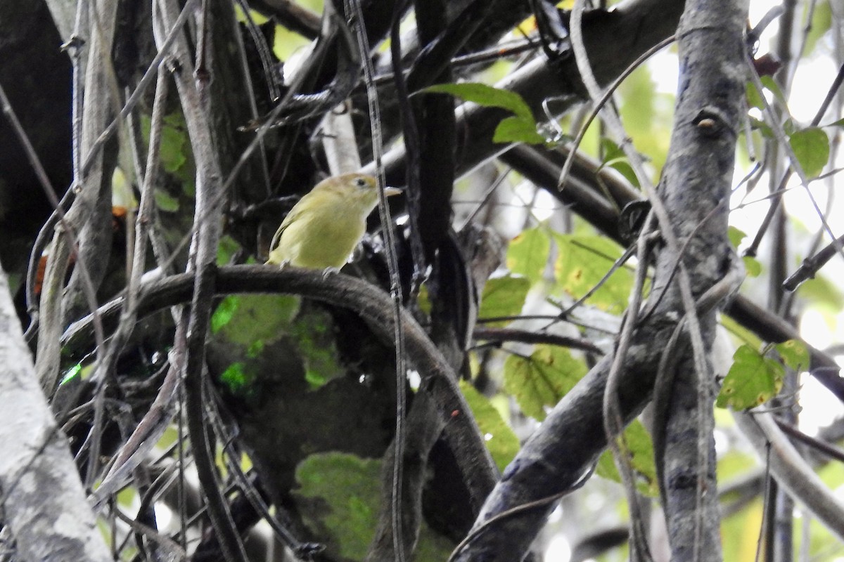 Golden-fronted Greenlet - ML646523414
