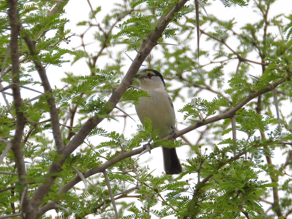 Black-backed Puffback - ML646523415