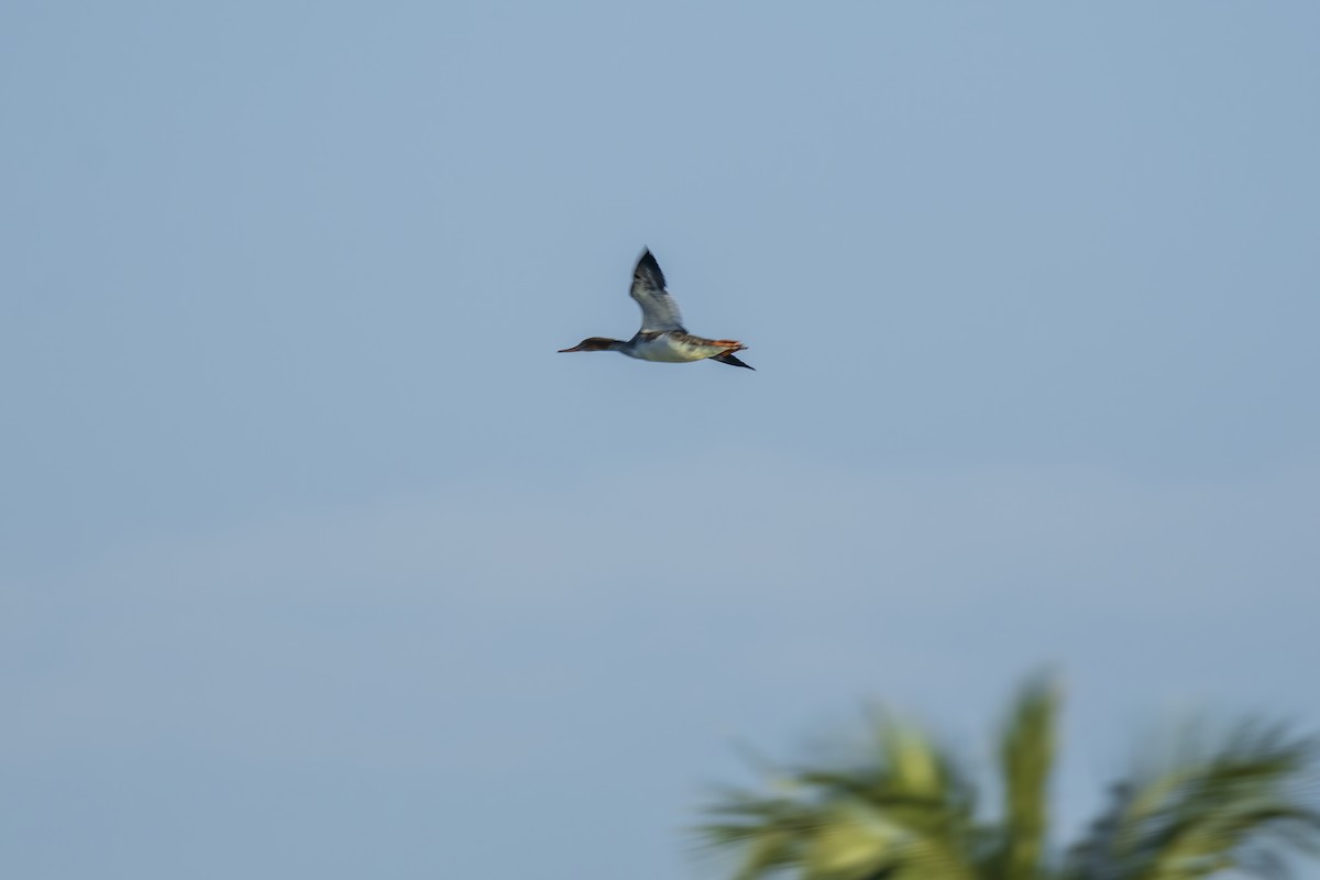 Tarakdiş - ML646523416