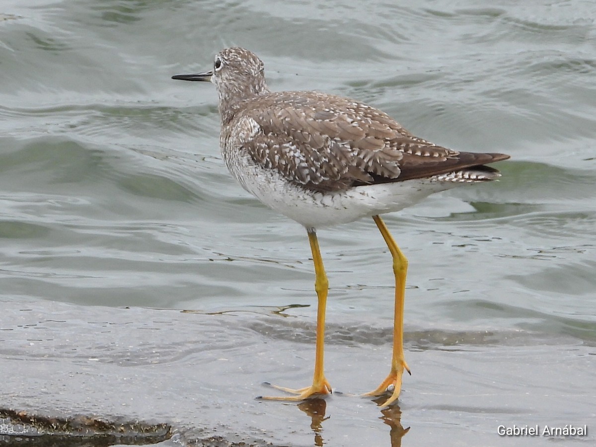 Greater Yellowlegs - ML646523417