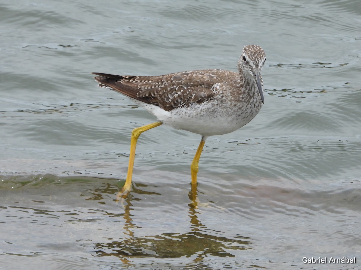 Greater Yellowlegs - ML646523418