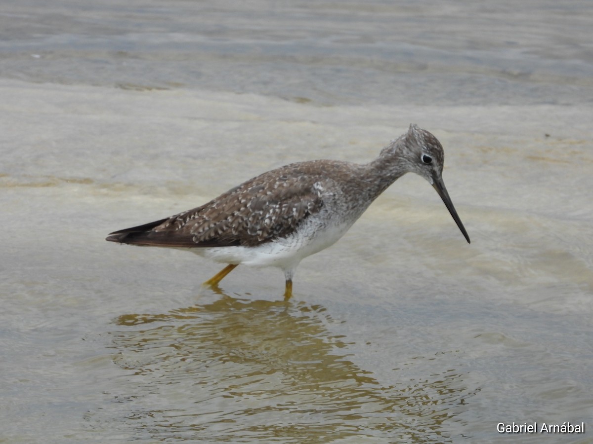 Greater Yellowlegs - ML646523419