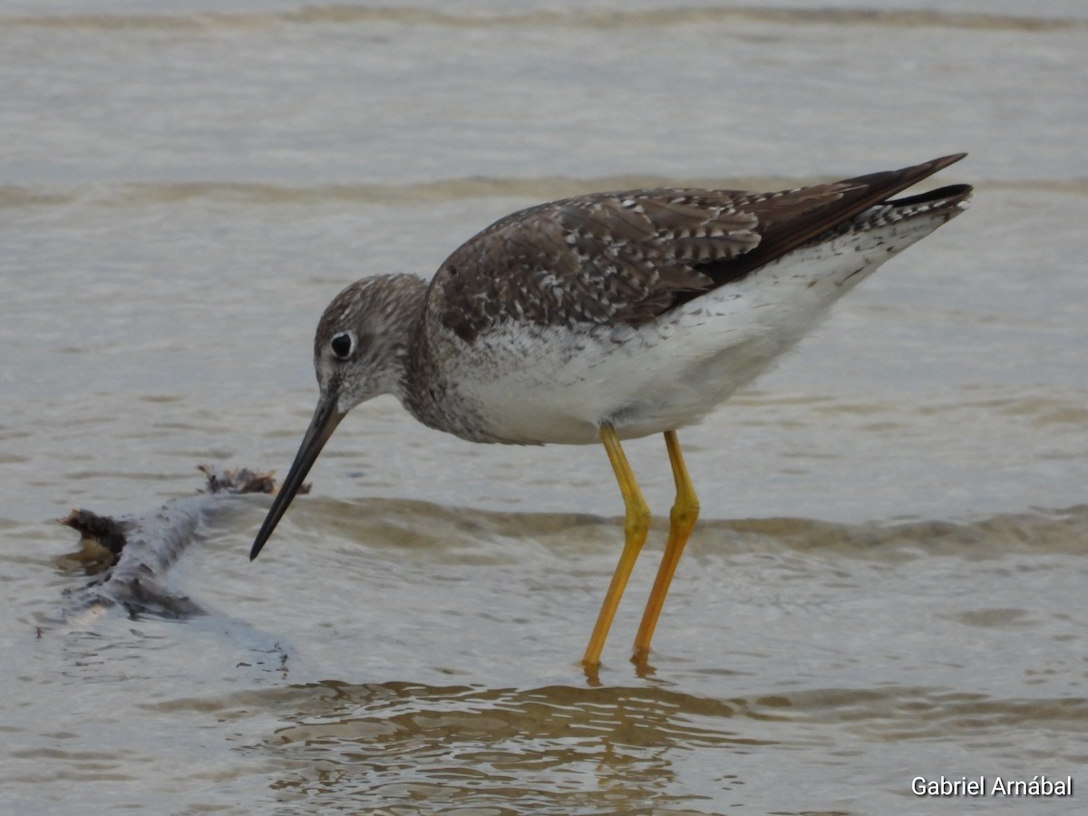 Greater Yellowlegs - ML646523420