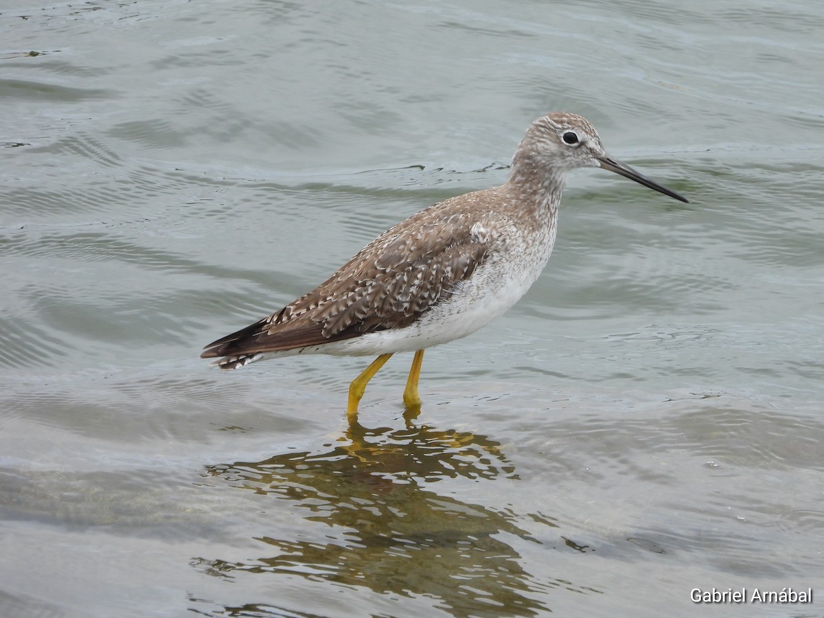 Greater Yellowlegs - ML646523421