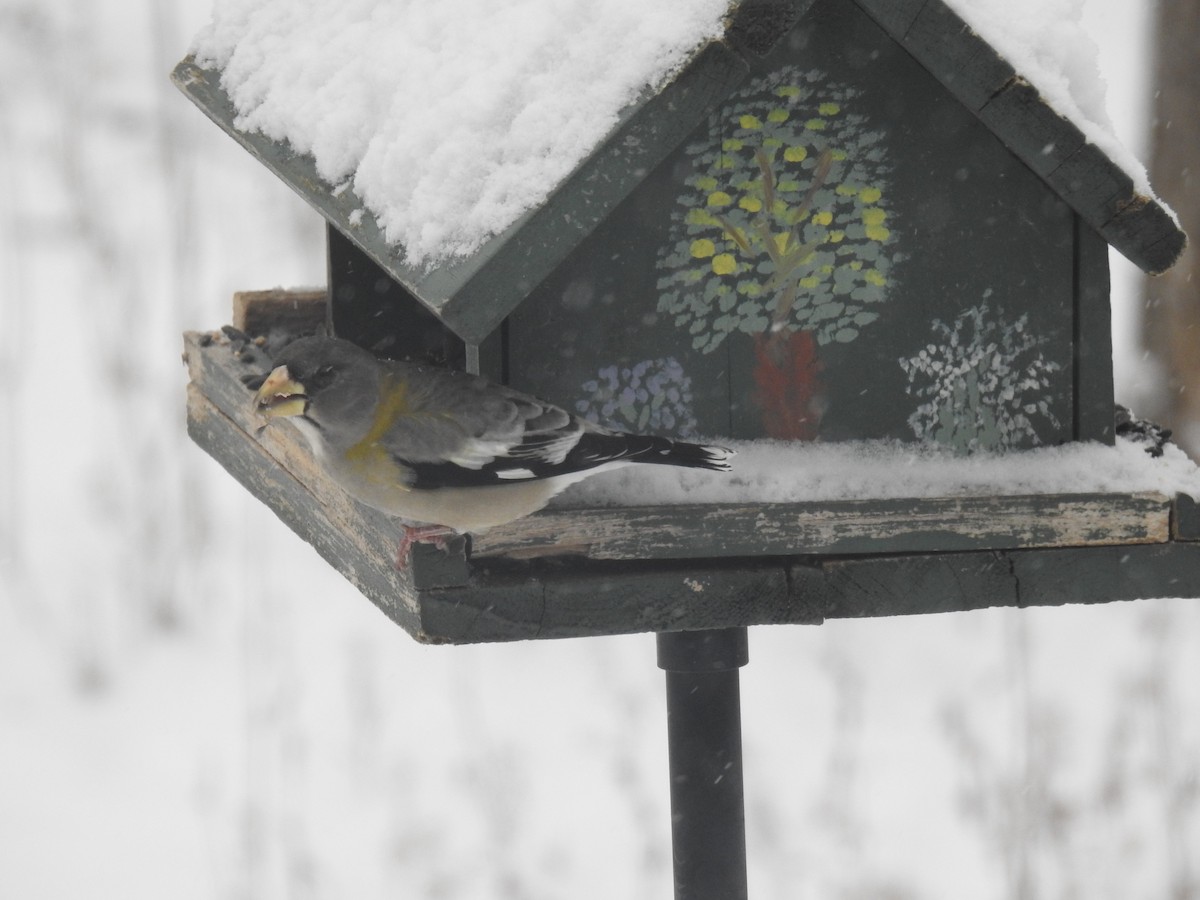 キビタイシメ - ML646523424