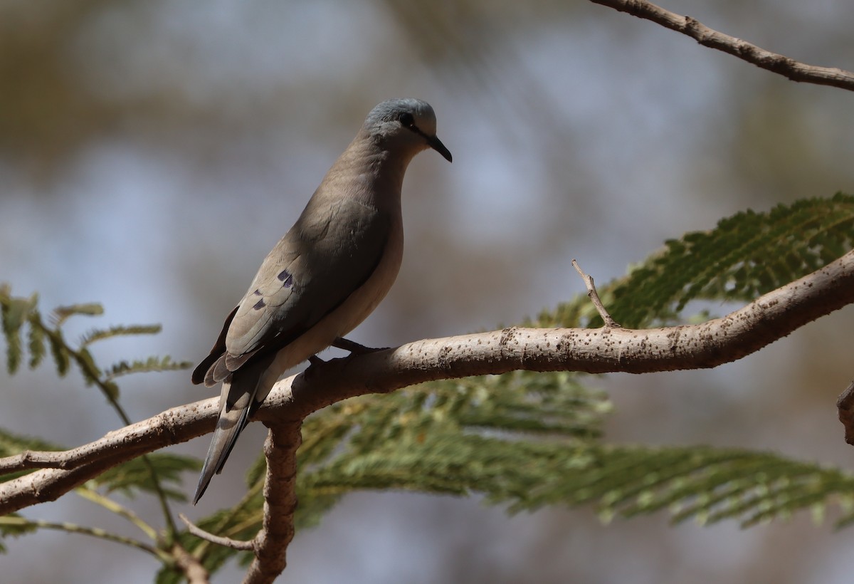 Black-billed Wood-Dove - ML646523427