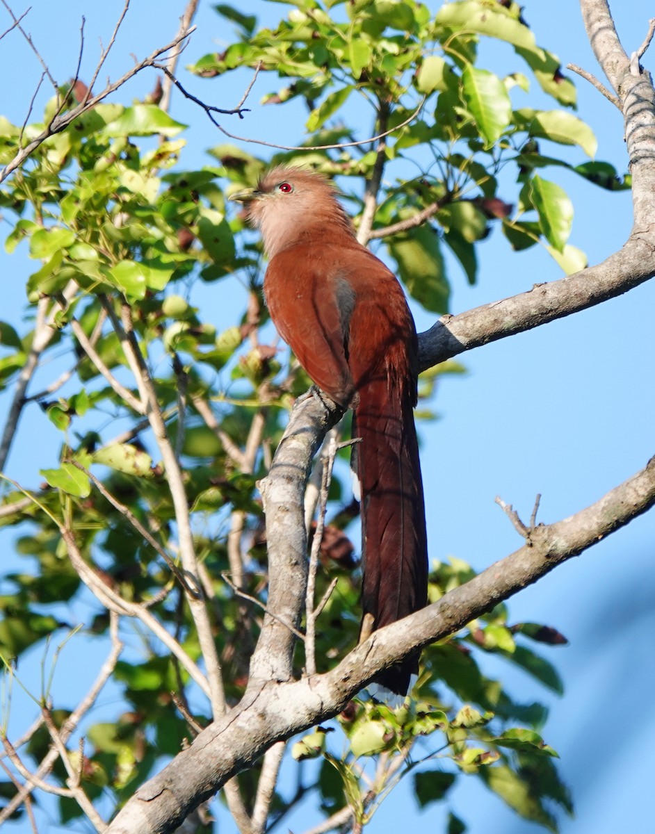 Common Squirrel-Cuckoo - ML646523431
