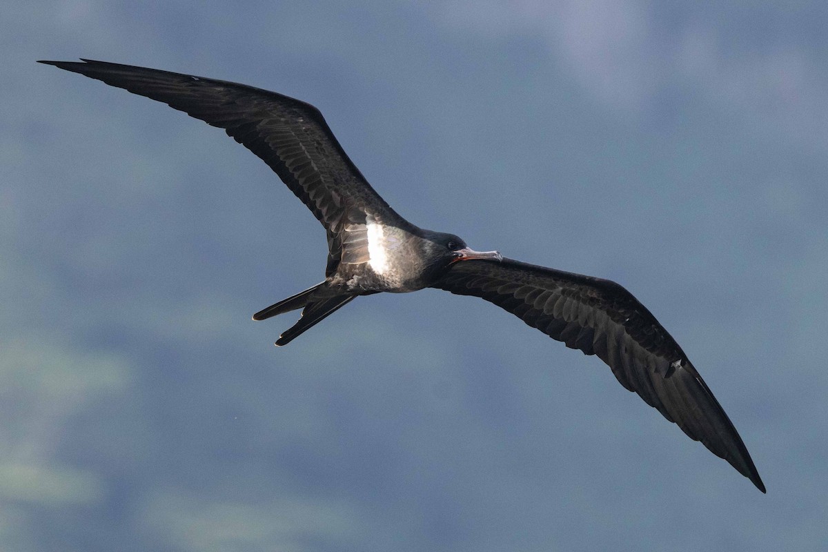 Rabihorcado Chico - ML646523433