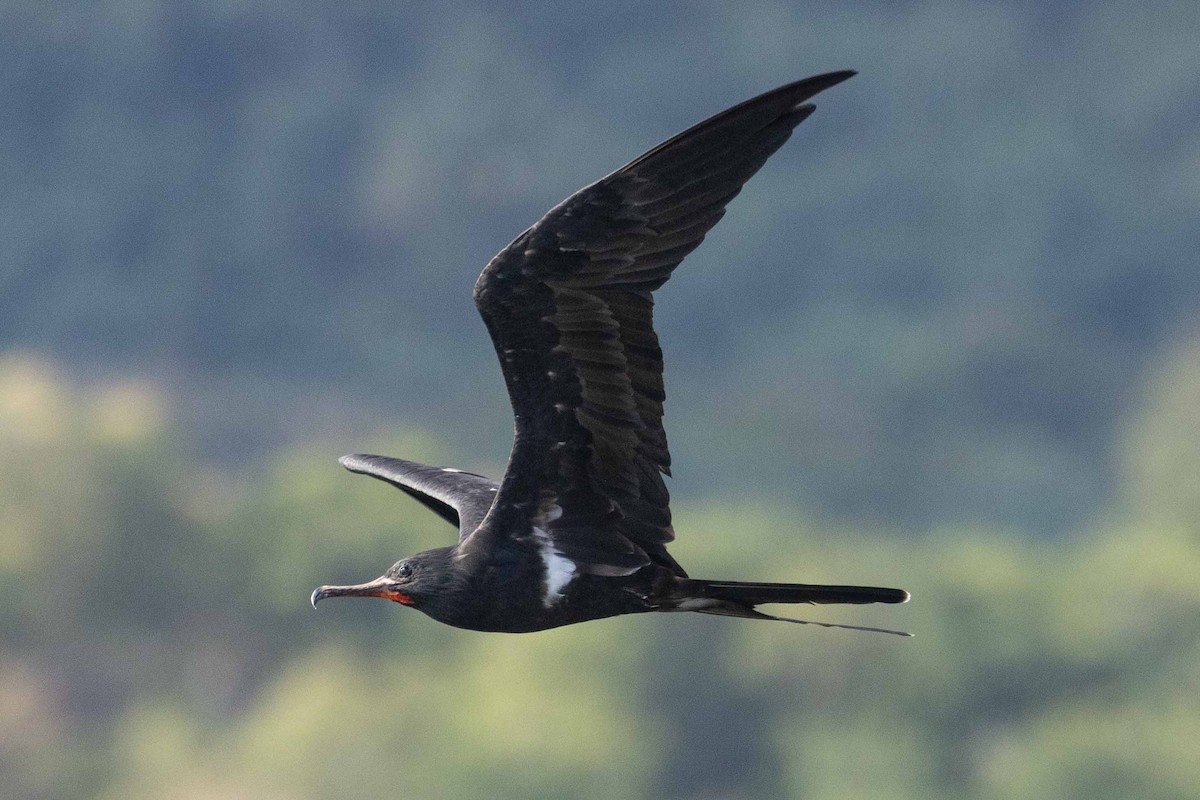 Rabihorcado Chico - ML646523434