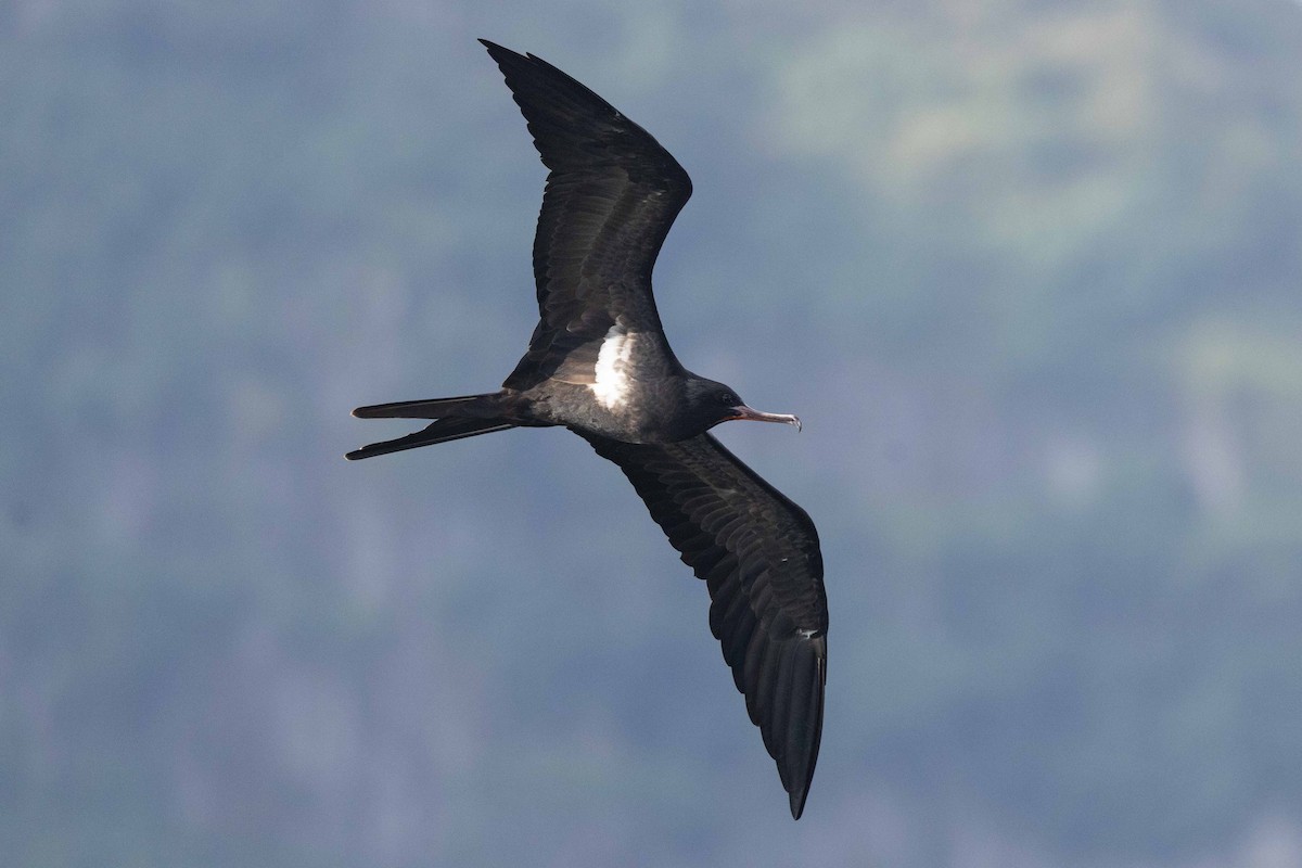 Rabihorcado Chico - ML646523435