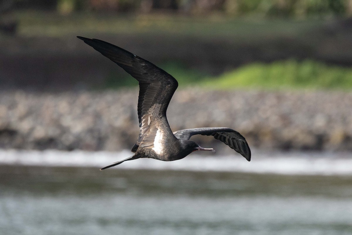 Rabihorcado Chico - ML646523436