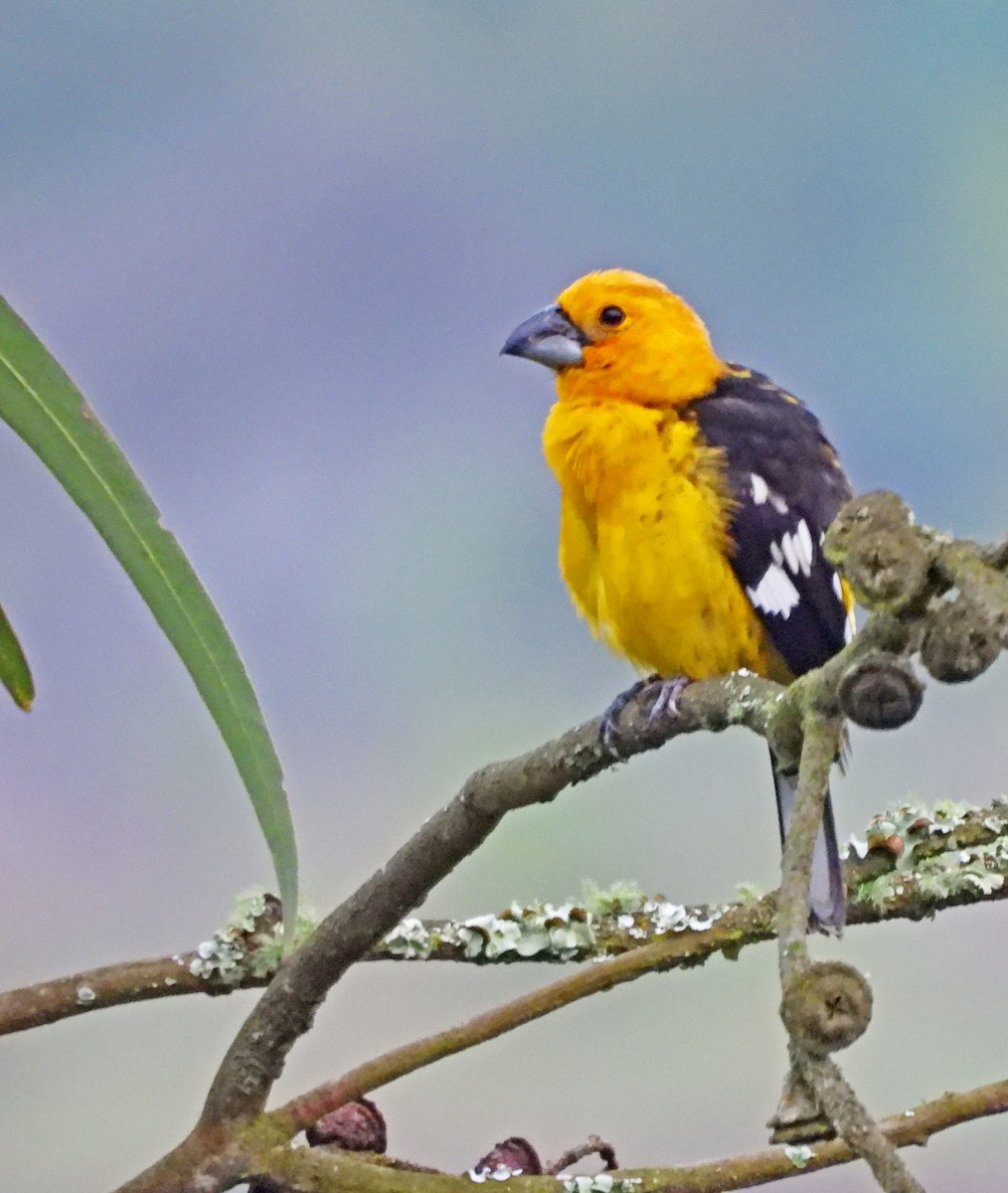 Gelbbauch-Kernknacker - ML646523439