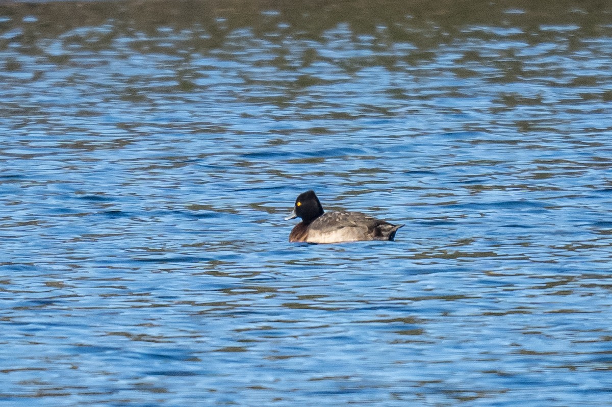 コスズガモ - ML646523441