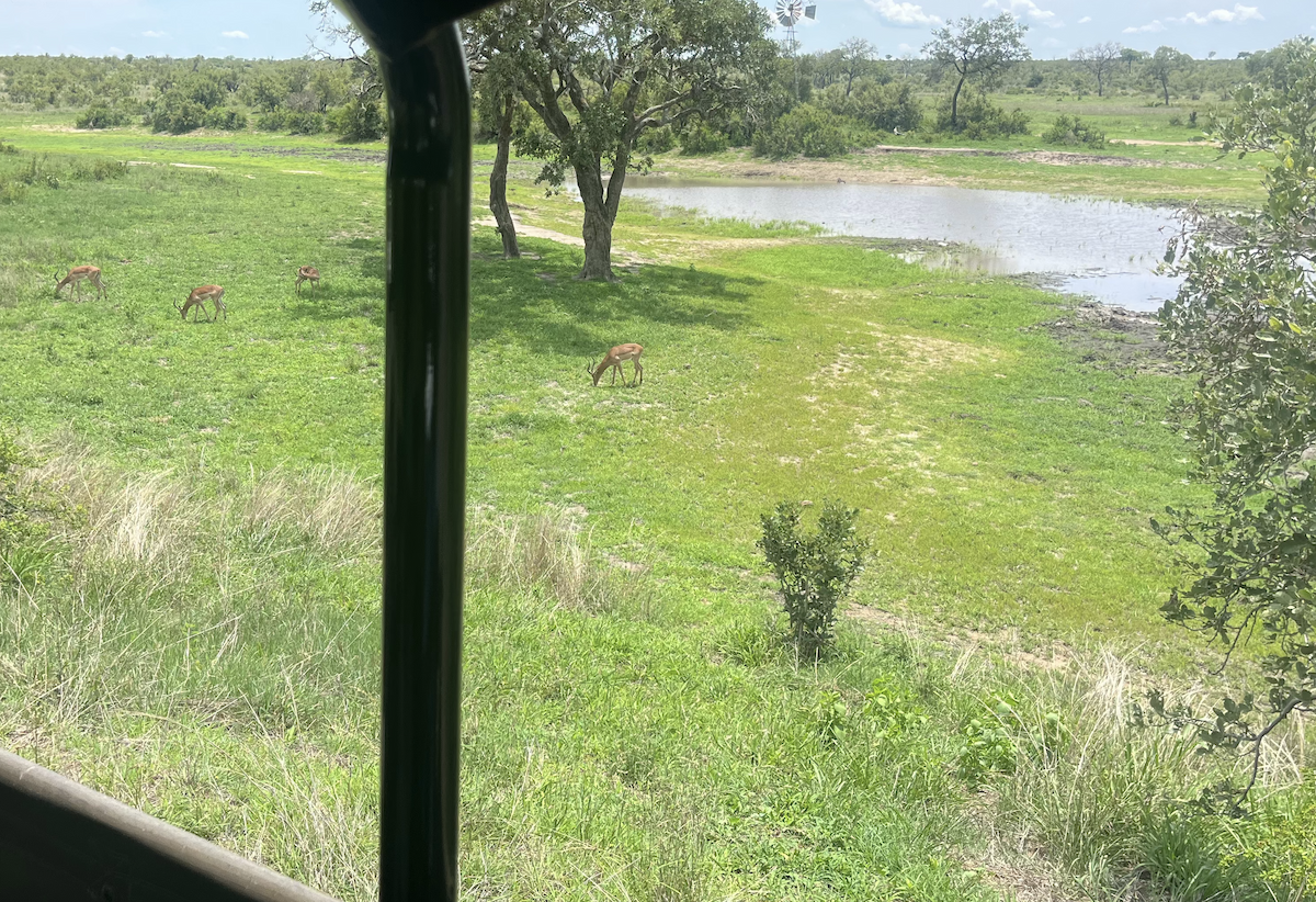 Impala - ML646523444